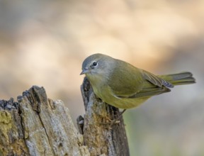 Orange-crowned Warbler, Oreothlypis celata, perched on a log in the Autumn in Saskatoon,