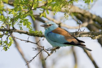 European Roller (Coracias garrulus) perched on a branch, Puszta, Hungary