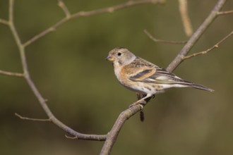 Brambling - Bergfink - Fringilla montifringilla, Germany, 1st cy female