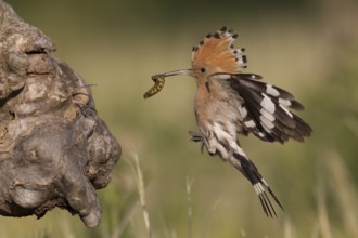 Eurasian Hoopoe (Upupa epops) brings food to the nesting cave, Serbia