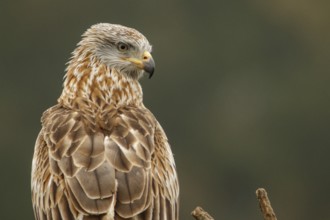 Red Kite (Milvus milvus), perched on a branch, Castile and Leon, Spain