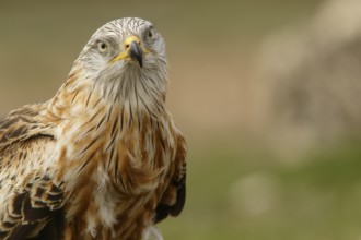 Red Kite (Milvus milvus), portrait, Castile and Leon, Spain