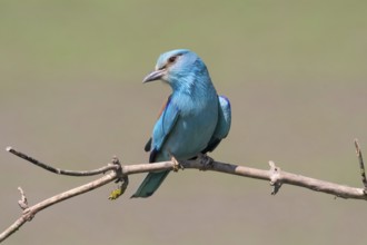 European Roller (Coracias garrulus) perched on a branch, Puszta, Hungary
