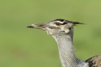 Koritrap portret, Kori Bustard portret
