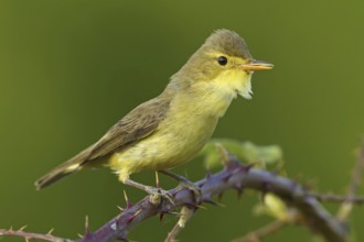 Melodious Warbler (Hippolais polyglotta), Rhineland-Palatinate, Germany