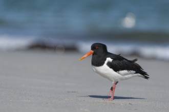 Eurasian Oystercatcher (Haematopus ostralegus), Schleswig-Holstein, Germany