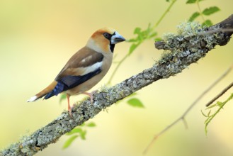 Hawfinch (Coccothraustes coccothraustes) male perched on lichen covered branch, Andalusia, Spain