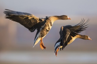 Greater White-fronted Goose (Anser albifrons) landing, North Rhine-Westphalia, Germany