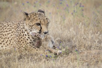 Cheetah (Acinonyx jubatus) feeding on rabbit carcass, Spain