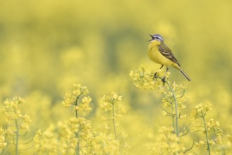 Western Yellow Wagtail (Motacilla flava) singing in a rape field, Poland