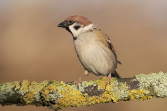 Eurasian Tree Sparrow (Passer montanus) perched on a branch, Lower Saxony, Germany