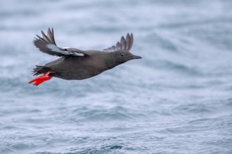 Black Guillemot (Cepphus grylle) flying, Norway