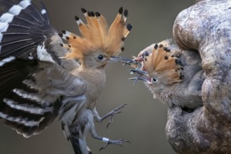 Eurasian Hoopoe (Upupa epops) feeding juveniles in breeding cavity, Saxony-Anhalt, Germany