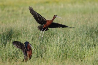 Glossy Ibis (Plegadis falcinellus) flying, Lesvos, Greece