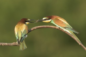 European Bee-eater (Merops apiaster) pair displaying, perched on a branch, Serbia