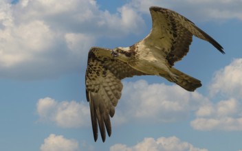Fischadler (Pandion haliaetus) beim Überflug