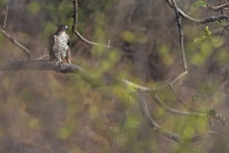 Bonelli's Eagle (Aquila fasciata), Oman