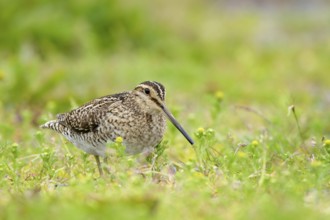 Common Snipe (Gallinago gallinago) perched on a meadow, Iceland