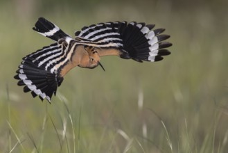 Eurasian Hoopoe (Upupa epops) flying, Subotica, Serbia