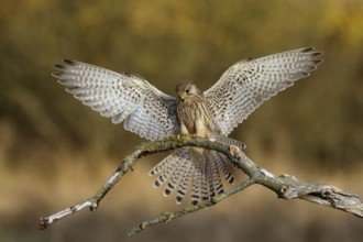 Turmfalke, lat. Falco tinnunculus, Jungvogel landet auf trockenem Ast
