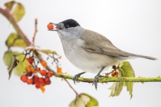Eurasian Blackcap (Sylvia atricapilla) male feeding on red berries, Castile and Leon, Spain