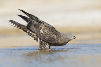 European Honey Buzzard (Pernis apivorus) drinking, Eilat, Israel