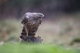 Northern Goshawk (Accipiter gentilis) juvenile in the rain, Netherlands