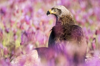 Black Kite (Milvus migrans), Madrid, Spain