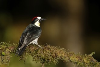 Acorn Woodpecker (Melanerpes formicivorus) male perched on a branch, Costa Rica