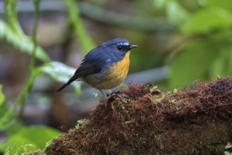Snowy-browed Flycatcher (Ficedula hyperythra) male, Ngoc Linh, Vietnam
