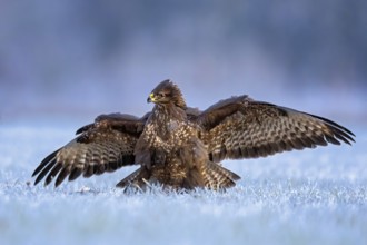 Common Buzzard (Buteo buteo) perched on hoarfrost covered ground with spread wings, Saxony-Anhalt,