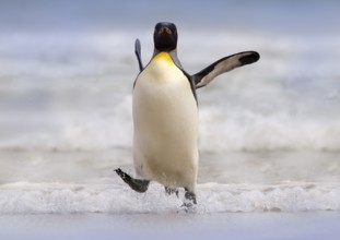 Wild bird in the water. Big King penguin jumps out of the blue water after swimming through the