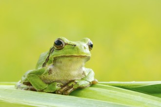 European tree frog, Hyla arborea, sitting on grass straw with clear green background. Nice green