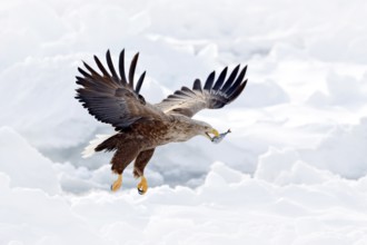 White-tailed Eagle (Haliaeetus albicilla) flying with fish prey in beak, Hokkaido, Japan