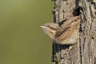 Eurasian Wryneck (Jynx torquilla), Baden-Wuerttemberg, Germany