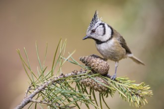 European Crested Tit (Lophophanes cristatus) perched on a pine branch, Poland
