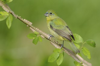 Painted Bunting (Passerina ciris) female, Texas, USA