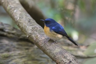 Hainan Blue Flycatcher (Cyornis hainanus klossi) male, Di Linh, Vietnam