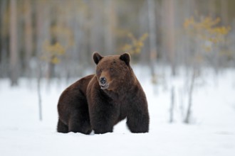 Winter in Europe. Beautiful brown mammal walking around lake with snow and ice. Dangerous creature