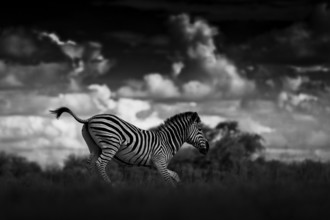 Zebra with dark storm sky. Burchell's zebra, Equus quagga burchellii, Nxai Pan National Park,