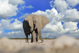 Big African Elephant, with blue sky and white clouds, Etocha NP, Namibia in Africa. Elepaht in the