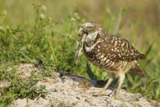 Burrowing Owl (Athene cunicularia), Florida, USA