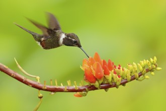 Two hummingbirds with pink flower, in flight. Flight of Purple-throated Woodstar, Calliphlox