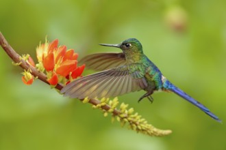 Hummingbird Long-tailed Sylph, Aglaiocercus kingi with orange flower, in flight. Hummingbird from
