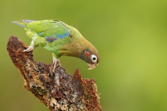 Red-crowned parrot, Amazona viridigenalis, Costa Rica