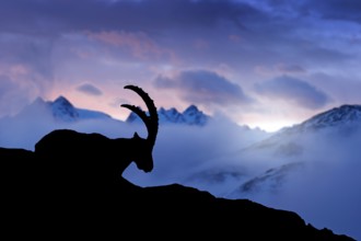 Alpine Ibex, animal in nature rock habitat, France. Twilight night in the high mountain. Ibex