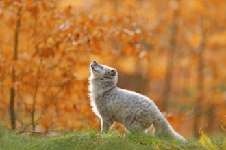 Arctic polar fox running in orange autumn leaves. Cute Fox, fall forest. Beautiful animal in the