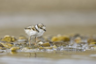 Little Ringed Plover (Charadrius dubius) chick, North Rhine-Westphalia, Germany