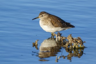 Wood Sandpiper (Tringa glareola) foraging, Greece