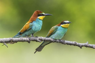 European Bee-eater (Merops apiaster) perched on a branch, Subotica, Serbia